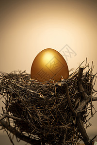 鸟巢赚钱树枝树杈上鸟窝里的金蛋背景图片