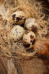 巢里的鹌鹑蛋和羽毛高清图片