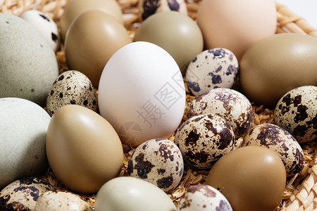 筐里的鸡蛋鸭蛋鹌鹑蛋背景图片