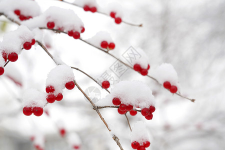 小雪节气日历二十四节气乔木红色雪后的金银木果实背景