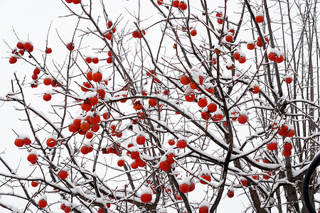 小寒冬至雪景下雪后的柿子树气候高清图片素材