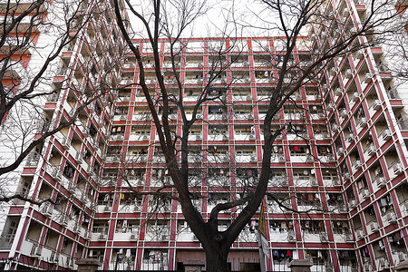 晾衣服的树枝水平构图无人仰拍寄宿学生宿舍背景