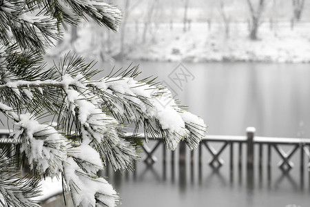 小雪节气日历立冬二十四节气环境大雪后的景象背景