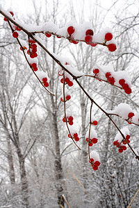 立冬二十四节气环境大雪后的景象高清图片