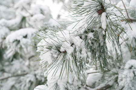 小雪节气气候立冬二十四节气环境大雪后的景象背景