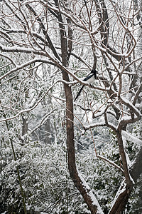 冬天的竹子立冬二十四节气环境大雪后的景象背景