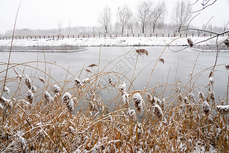 死海里枯萎树立冬二十四节气环境大雪后的景象背景