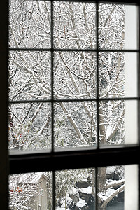 被雪覆盖的树木风景高清图片素材