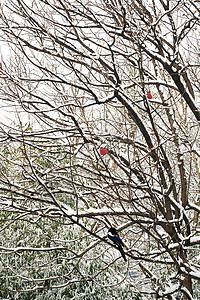 被雪覆盖的树木冬天高清图片素材