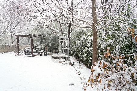 冬天我后院被雪覆盖的树木背景