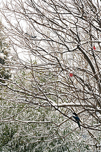 被雪覆盖的树木冬至高清图片素材