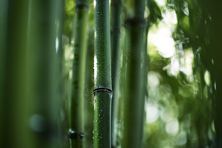 雨水创意图园艺东亚活力竹子背景