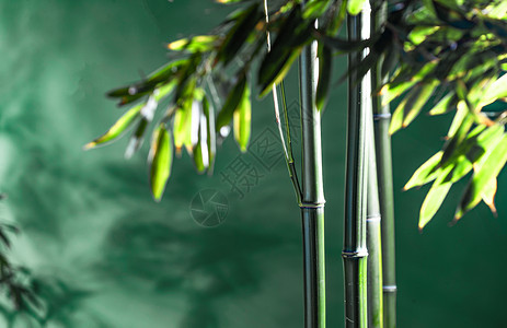 树干自然美植物竹子图片
