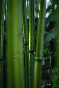 传统雨水亚洲生长环境竹子背景