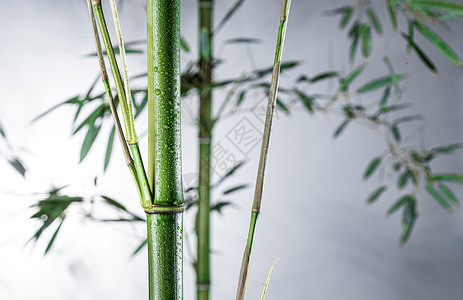 白昼户外阴影雾色中的竹林图片