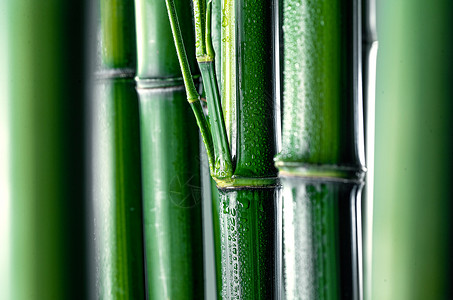 水珠环境活力竹子图片