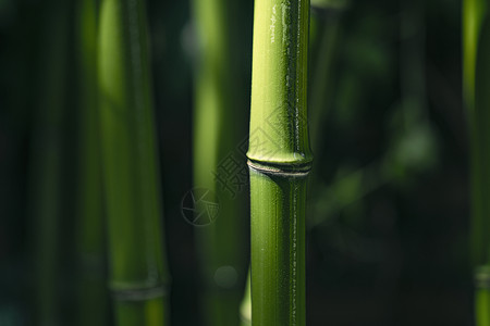 彩色图片美景竹林竹子图片