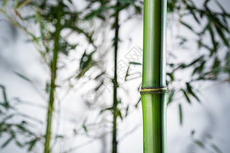 叶子创意摄影插画摄影植物学意境雾色中的竹林背景