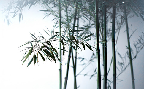 传统雨水阴影自然美风光雾色中的竹林背景