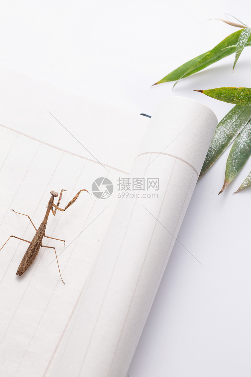 节肢动物螳螂图片