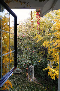秋天从窗户看庭院中的美景户外高清图片素材