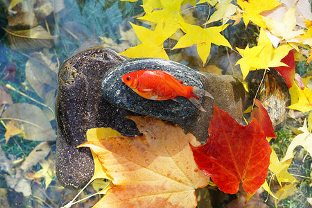 秋天池塘中的金鱼高清图片