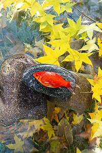 秋天池塘中的金鱼中国高清图片素材
