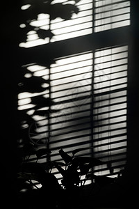 绿萝叶子盆栽窗户映到墙壁上的影子背景