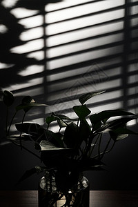 逆光拍摄的窗户下面的绿色植物高清图片