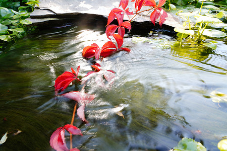 锦鲤创意艺术字垂入水中的红色爬山虎背景