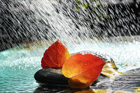 漂浮日光雨水里的红叶背景