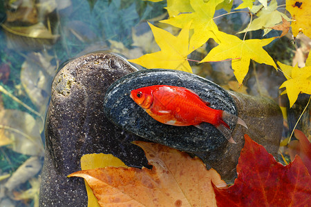 锦鲤创意艺术字秋天池塘中的金鱼背景
