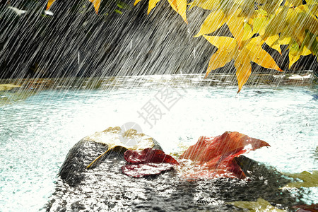 漂浮的树叶反射雨水里的红叶背景
