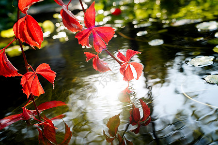 阳光反射河流花园社区户外阳光下红色的爬山虎垂入池塘背景