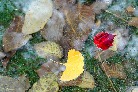 花落秋天掉落的树叶背景