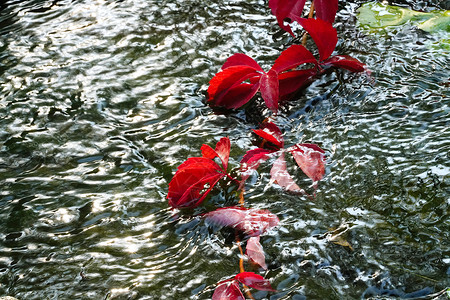 创意水中倒影垂入水中的红色爬山虎背景