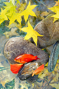 锦鲤创意艺术字花园秋天池塘中的金鱼背景