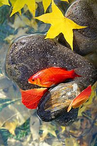 秋天池塘中的金鱼白昼高清图片素材