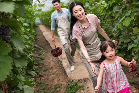 一篮子小葡萄幸福夫妇在采摘蔬果背景