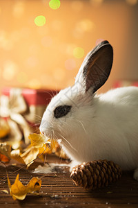 缎带暖色调树叶可爱的小兔子图片