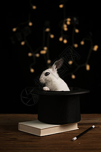 十二生肖静物家兔可爱的小兔子背景图片