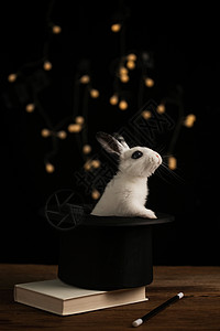 黑色兔子神秘的一只动物魔术可爱的小兔子背景
