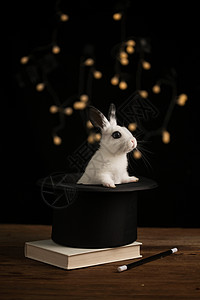 毛绒绒魔术家兔可爱的小兔子背景图片