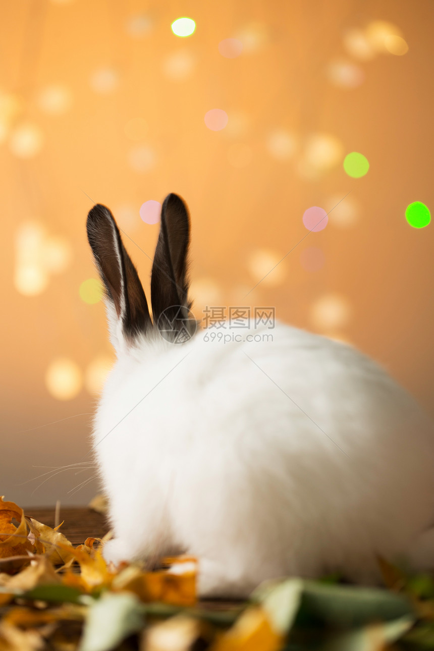 可爱的小兔子图片