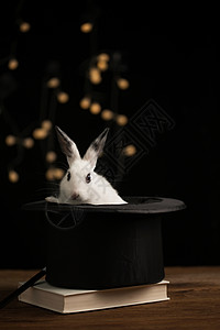 魔杖有趣的礼帽可爱的小兔子背景图片
