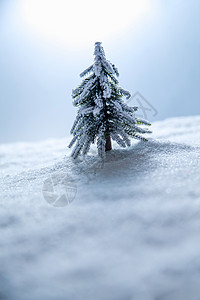 雪景摄影摄影彩色图片雪景圣诞树背景