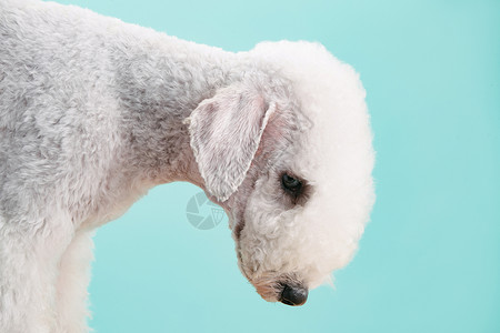 脊椎模型一只可爱的贝灵顿梗犬背景