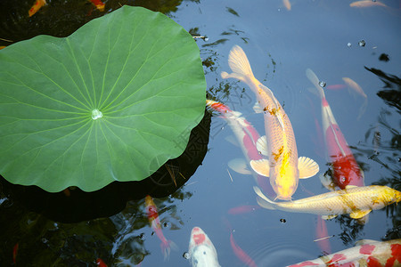 夏天金鱼舀公园池塘金鱼背景