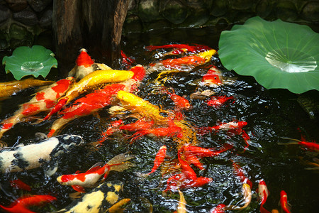 夏天金鱼舀池塘金鱼荷叶背景