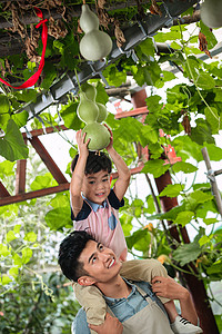 摘柿子的孩子可爱父子摘葫芦背景
